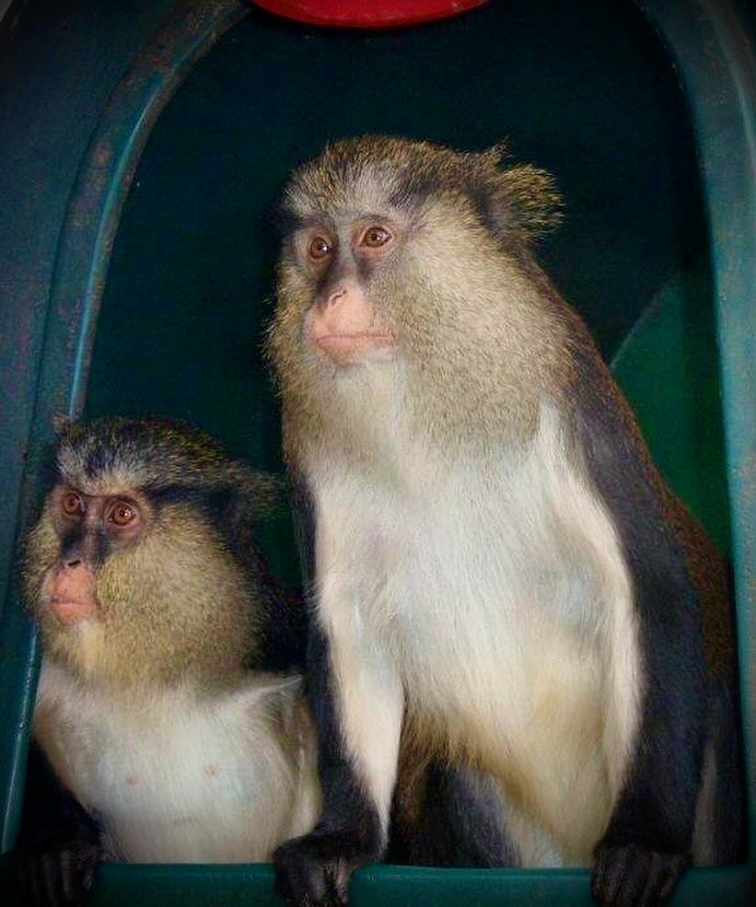 #throwbackthursday This pic is from around 13 years ago and is of two of our mona monkeys ‘Ginger and Shapkin’. These guys had very different personalities. Shapkin was the boss and if you gave Ginger a treat before him, he would give you the death stare 😂 Ginger was mischievous and was known for his great escape antics, just so he could have a wander around the sanctuary, check out the other monkeys, help himself to food and wind the volunteers up before heading back in his own time 🤦🏻‍♀️ Shapkin became a sweetheart later in life and loved the company of the volunteers and having tickles in specific spots on his body, which he would happily point out to you. They both had huge characters and are hugely missed ❤️. . #primatesarenotpets #monamonkey #nonprofit #charity #donate #animallove #internationalprimaterescue #sanctuarylife #animalsanctuary #volunteer #volunteering #volunteerwithanimals #volunteerwithus #travel