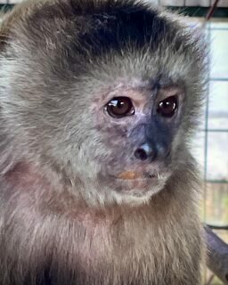 Meet Lucy ❤️ #internationalprimaterescue Lucy is one of the zoo rescues we gave a forever home to here at IPR. She is a very sweet monkey and we love watching her foraging for nuts after an enclosure clean. . If you would like to meet Lucy, why not consider volunteering on a future break? Our monkeys would love to meet you 😄 All details are in our bio or maybe consider a small #donation to help us continue to give our rescued primates the life they deserve #everylittlehelps. . #primatesofinstagram #primatesarenotpets #volunteer #volunteering #sanctuarylife #animallovers #animallove #capuchin #donate #charity #nonprofit